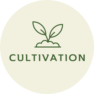 The Cultivation Difference Between Loose Leaves and Matcha