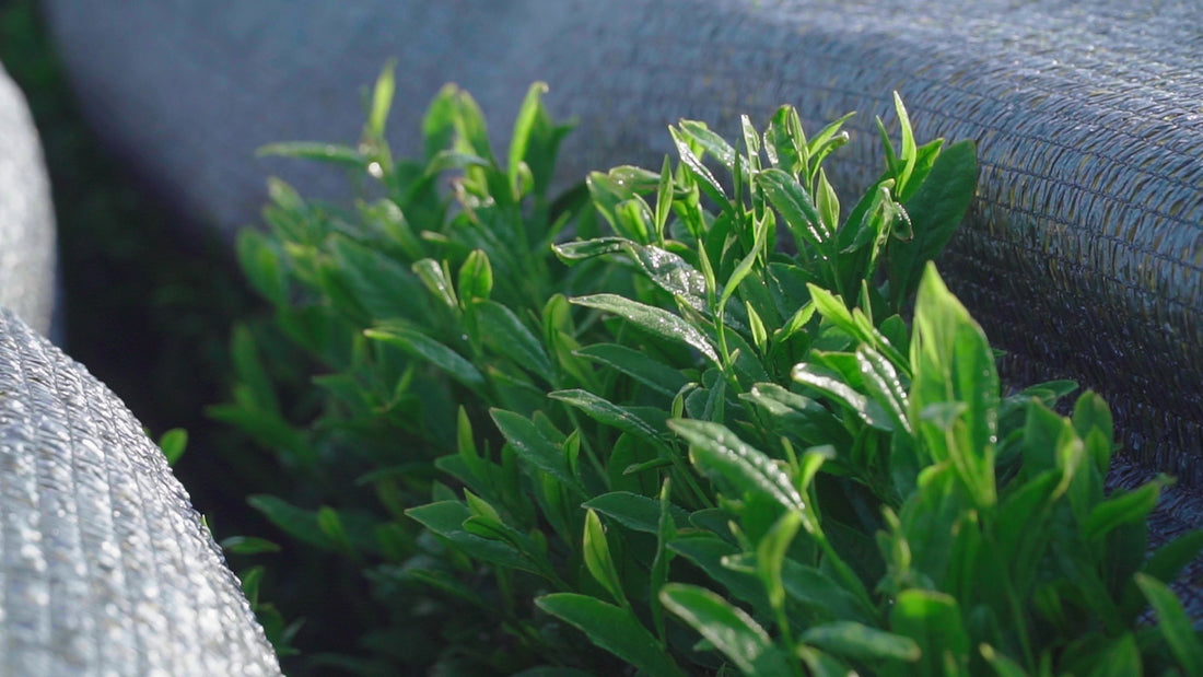 Chafinity blog post on What it means to grow beyond organic matcha 