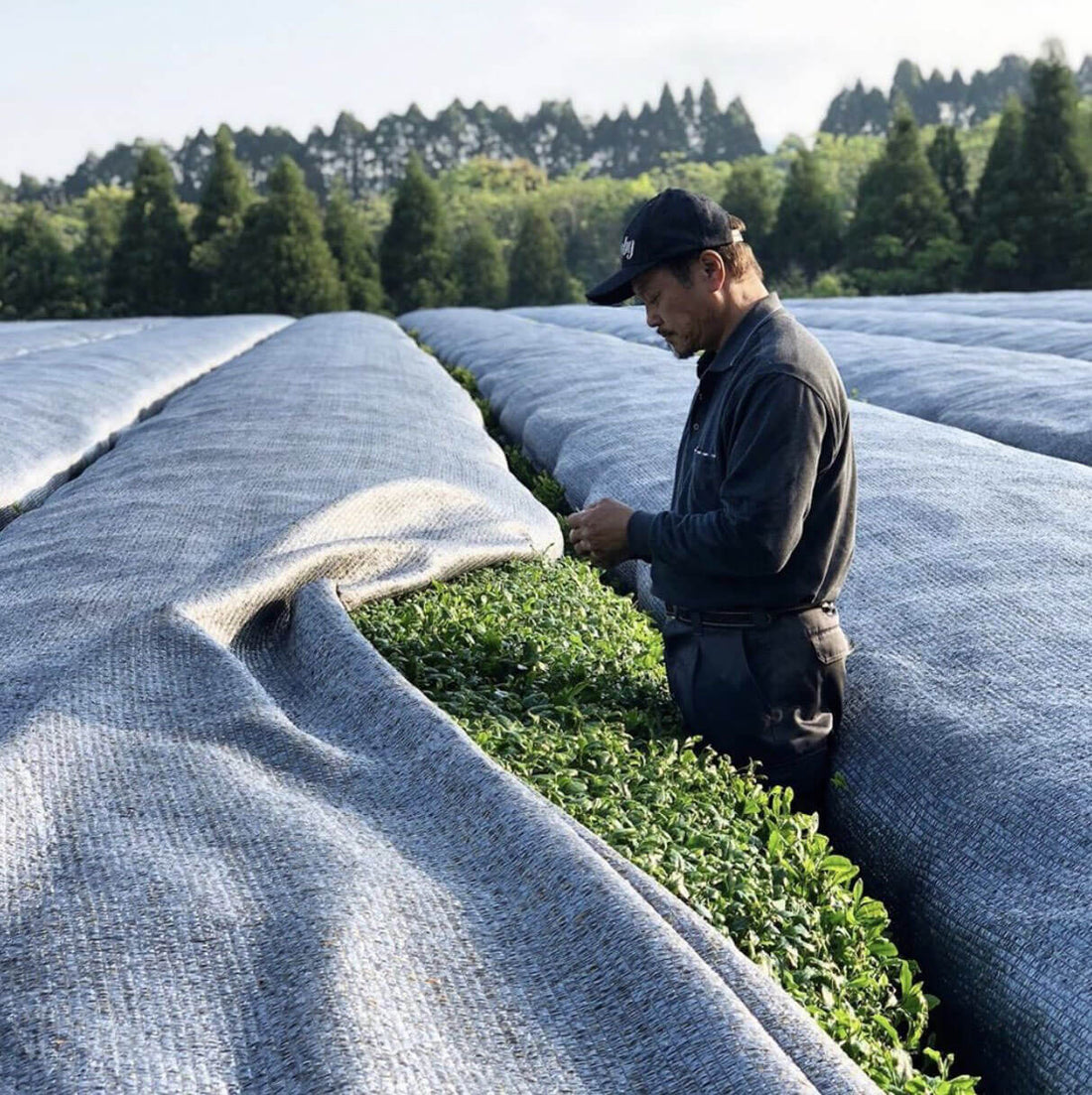 Chafinity blog post on Beyond Organic Matcha from Single-Origin Farm in Kagoshima, Japan