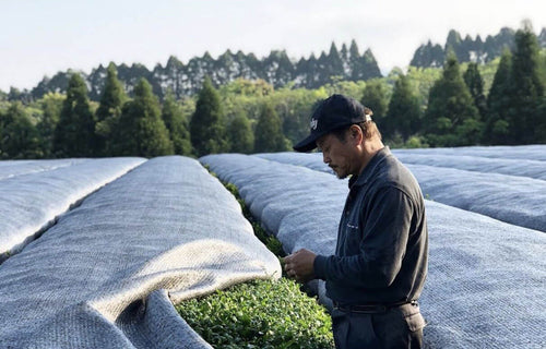 Single-Origin: Kagoshima, Japan