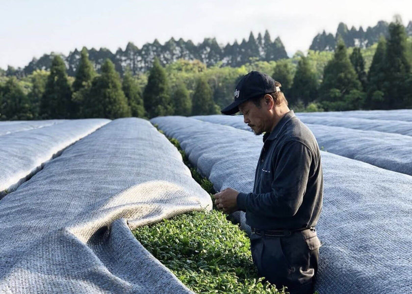 Single-Origin: Kagoshima, Japan