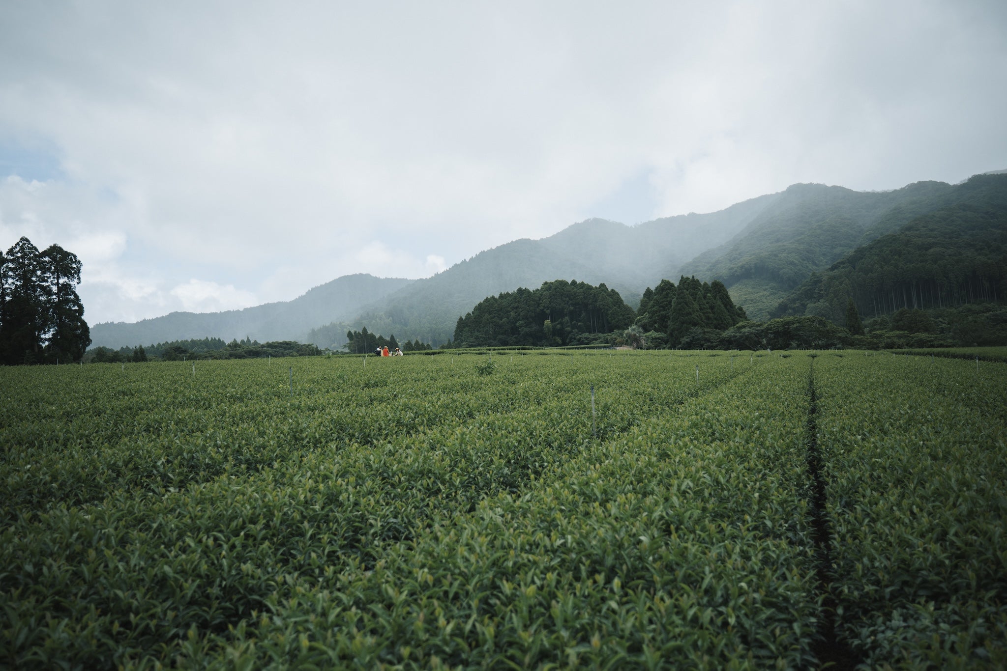 Green field with mountains in the background