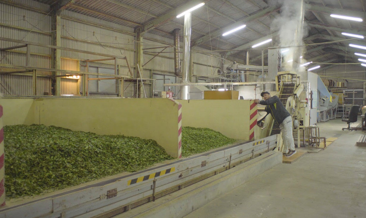 sorting matcha tea leaves