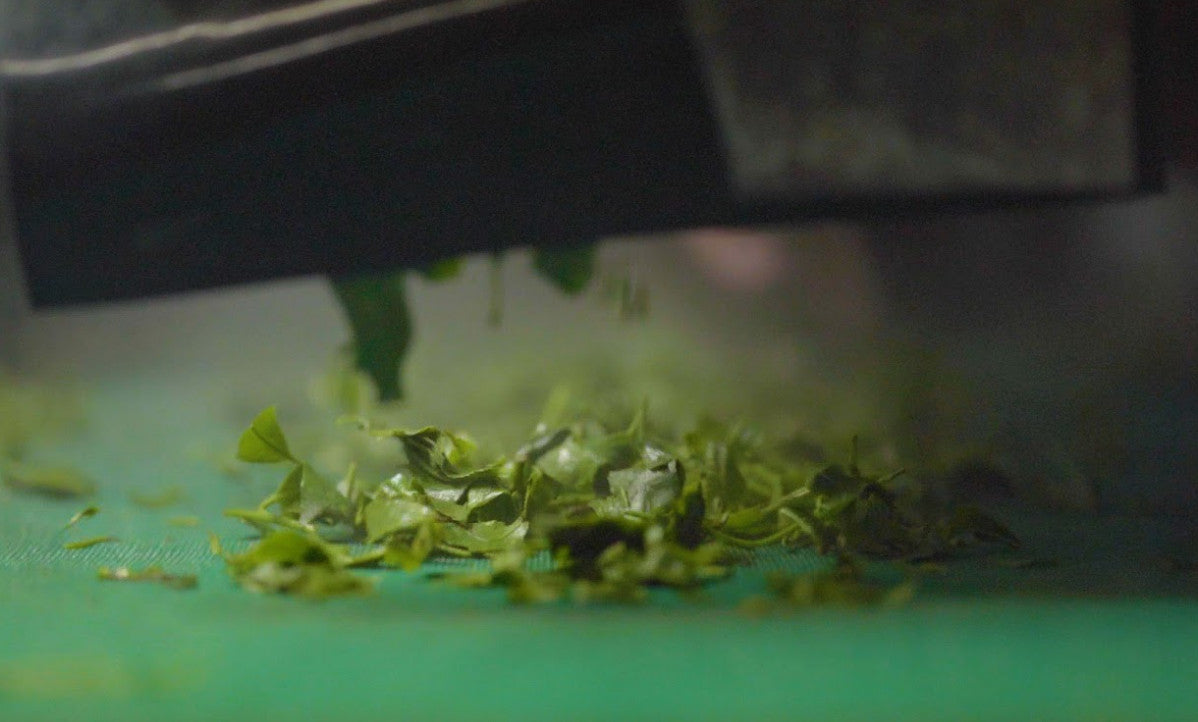 steaming matcha leaves